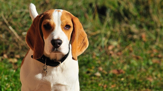 Tout savoir sur le Beagle