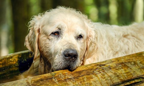 Tout savoir sur les différents problèmes de santé des chiens âgés