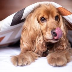 12 races de chiens adaptées à la vie en appartement