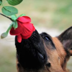 Le top 7 des races de chiens ayant un excellent odorat