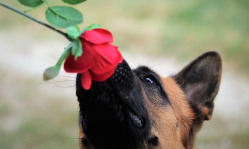Le top 7 des races de chiens ayant un excellent odorat